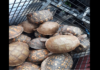 Hallazgo masivo de más de 150 tortugas abandonadas moviliza a rescatistas en Nueva Jersey