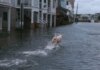 ¿Tiburón apareció nadando por calles de Nueva Jersey tras el nor’easter?