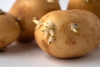 Conservación de papas: por qué nunca debes guardarlas en el refrigerador